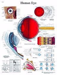 Picture of CHART EYE ANATOMICAL LAMINATED