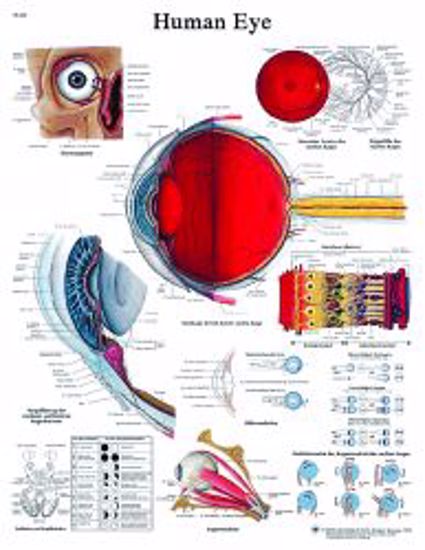 Picture of CHART EYE ANATOMICAL LAMINATED