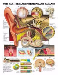 Picture of CHART LAMINATED EAR ORGANS OFHEARING & BALANCE