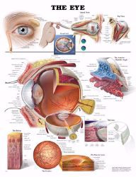 Picture of CHART EYE ANATOMICAL 20"X26