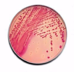 Picture of MEDIA MAC CONKEY II AGAR (100/CT) 21270