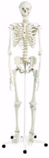 Picture of MODEL ANATOMICAL STAN THE STANDARD SKELETON