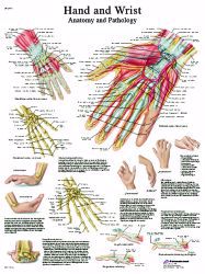 Picture of CHART HAND/WRIST LAMINATED