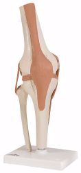 Picture of MODEL ANATOMICAL FUNCTION KNEE JOINT